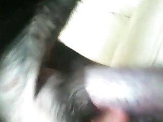 Monkey Sex Animal