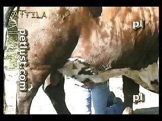 Animal Sex Indo