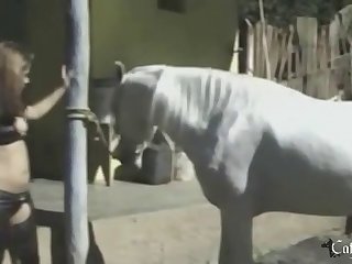 Sex Animal Animal