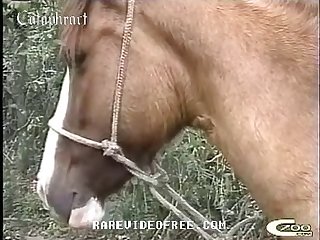Animal Movie Scenes Sex