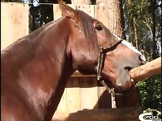 Animal With Person Sex