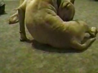 Gay Horse Dick Porn