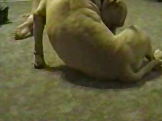 Gay Horse Dick Porn