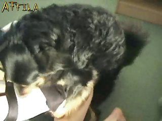 Girl Fucks Horse Porn Comic