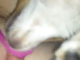 Bookmark Bestialica
