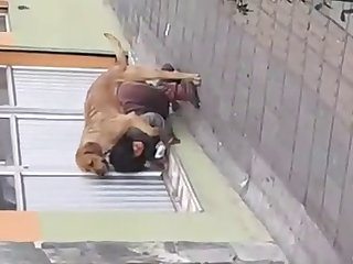 Bookmark Bestialica
