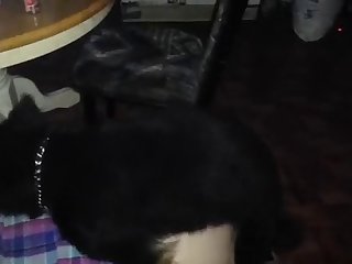 Bookmark Bestialica