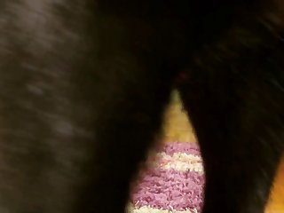 Wemon And Animal Sex