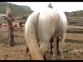 Mare Lupe Vs Big Stallion Scene 01