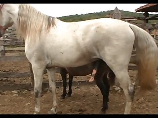Mare Lupe Vs Big Stallion Scene 01
