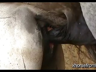 Vt07022016c Stallion 007 Vs Lua Sc 05
