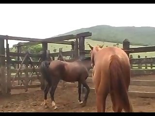 Virgin Mare 23