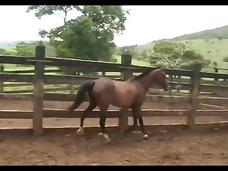 Virgin Mare 23