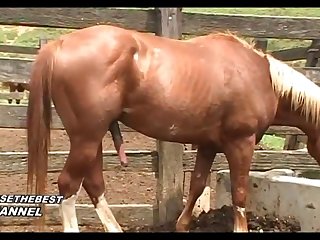 Mare Mating Scene 2