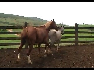 Mare Mating Scene 2