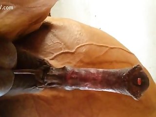 Hot Slut Playing With Cock Of Horse