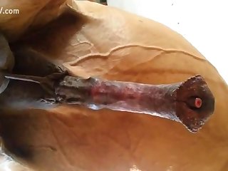 Hot Slut Playing With Cock Of Horse