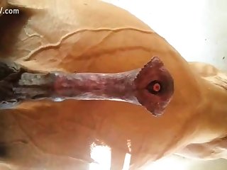 Hot Slut Playing With Cock Of Horse