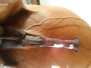 Hot Slut Playing With Cock Of Horse