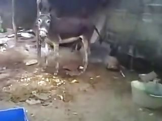 Burro Hoofing Off W Cumshot Youtube