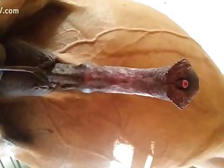 Hot Slut Playing With Cock Of Horse