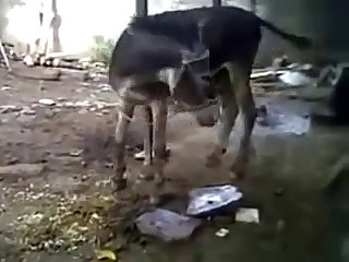 Burro Hoofing Off W Cumshot Youtube