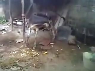 Burro Hoofing Off W Cumshot Youtube