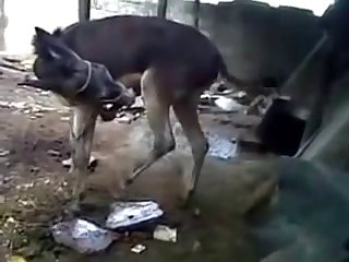 Burro Hoofing Off W Cumshot Youtube