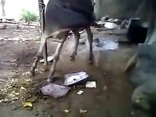 Burro Hoofing Off W Cumshot Youtube