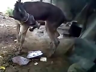 Burro Hoofing Off W Cumshot Youtube