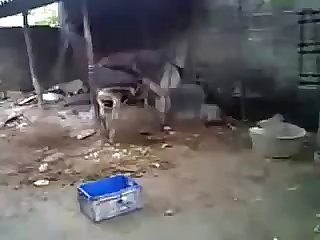 Burro Hoofing Off W Cumshot Youtube