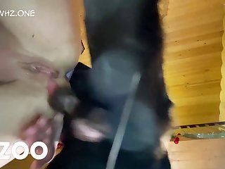 Shiba Inu Dog Porn
