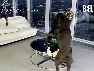 Art Of Zoo Luxuretv