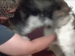 Free Dog Porn Hd