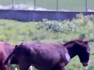 Cute Girl Fucks Dog Porn
