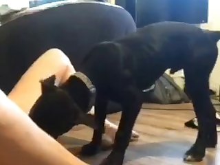Zoo Porn Horse Cock
