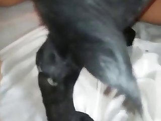 Www Animal Sex Video