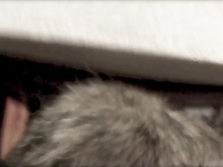Zoophilie Dog Sex