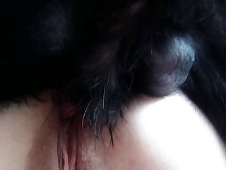 Sodomie Dog Xxx