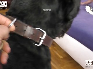 Curious Dog Xxx