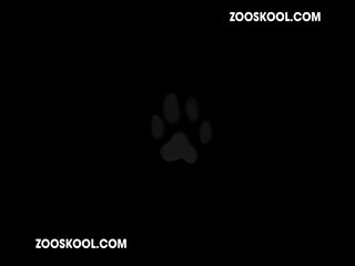 Art Of Zoo Tigerlily