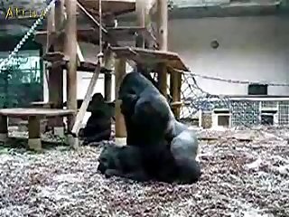 new honkey porn videos page 1 at bestialica.com