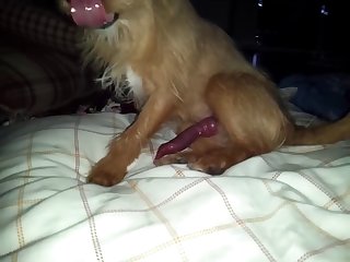 S'éloignant De Lui Alors Que Son Sperme Coulait De Sa Chatte Chaude Et Ovulante