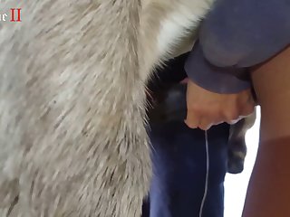 Xxx Zoofilia Pig