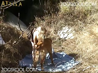 Sex With Animal Meaning