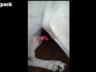 Secret Animal Sex