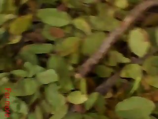 Man Sex With Animal Xxx