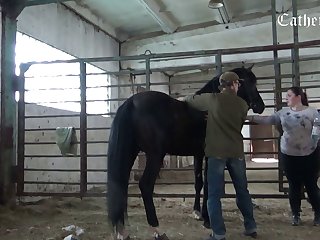 Real Animal Sex Videos