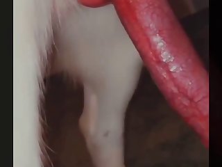 What Is Sex With An Animal Called